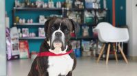 Dog Dental Insurance Cost 2021