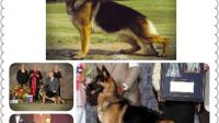 American Stock Dog Registry Vs Akc Ideas